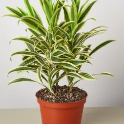 Dracaena Song of India — additional view