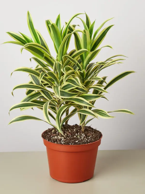 Dracaena Song of India — additional view