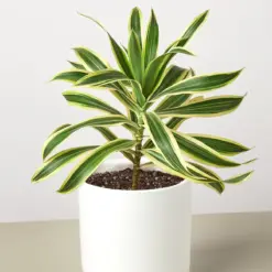 Dracaena Song of India — additional view