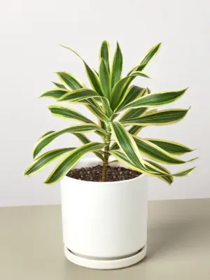 Dracaena Song of India — additional view