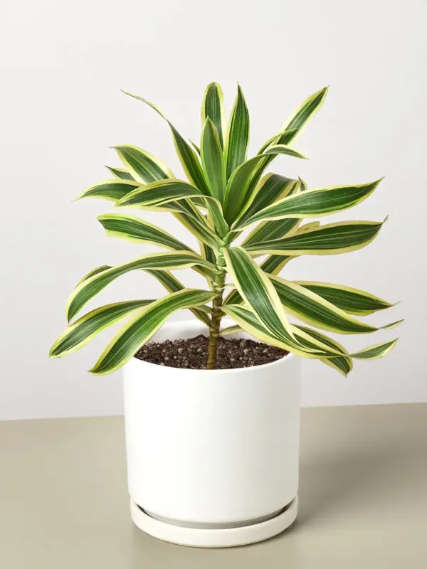 Dracaena Song of India — additional view
