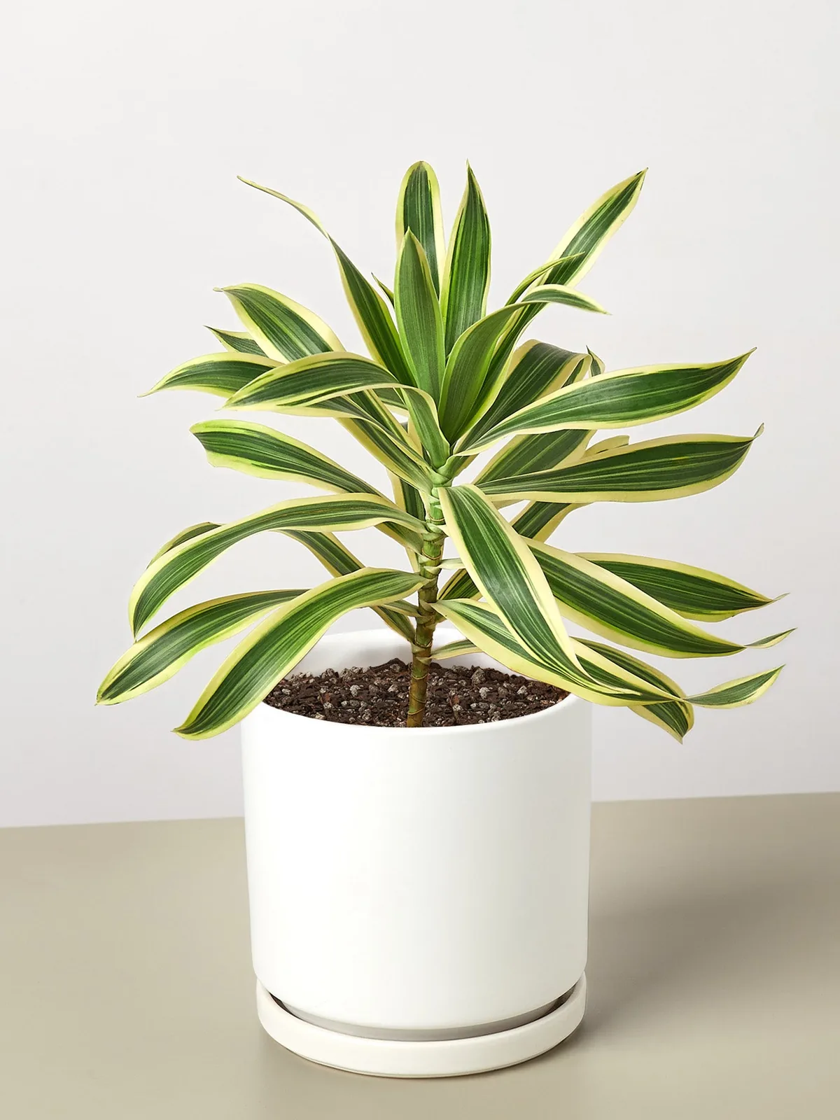 Dracaena Song of India — additional view