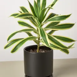 Dracaena Song of India — additional view