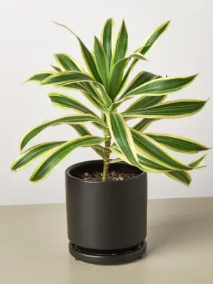 Dracaena Song of India — additional view