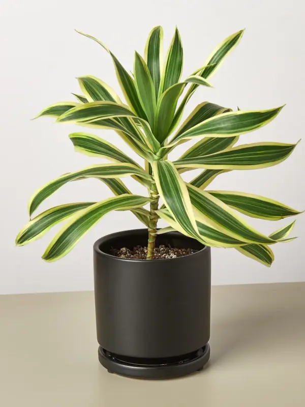 Dracaena Song of India — additional view