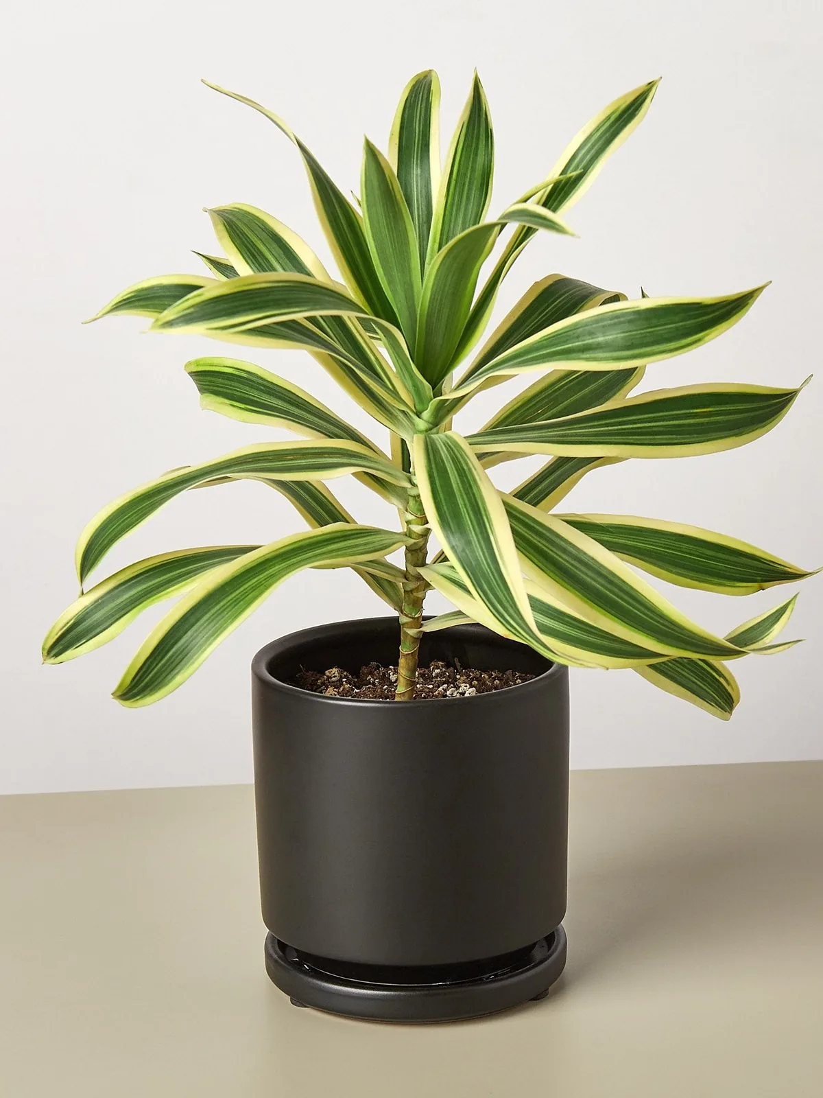 Dracaena Song of India — additional view