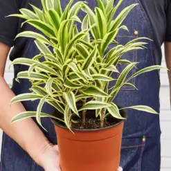 Dracaena Song of India — held in hand for size reference