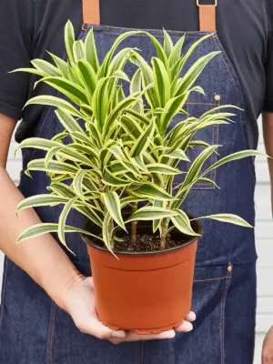 Dracaena Song of India — held in hand for size reference