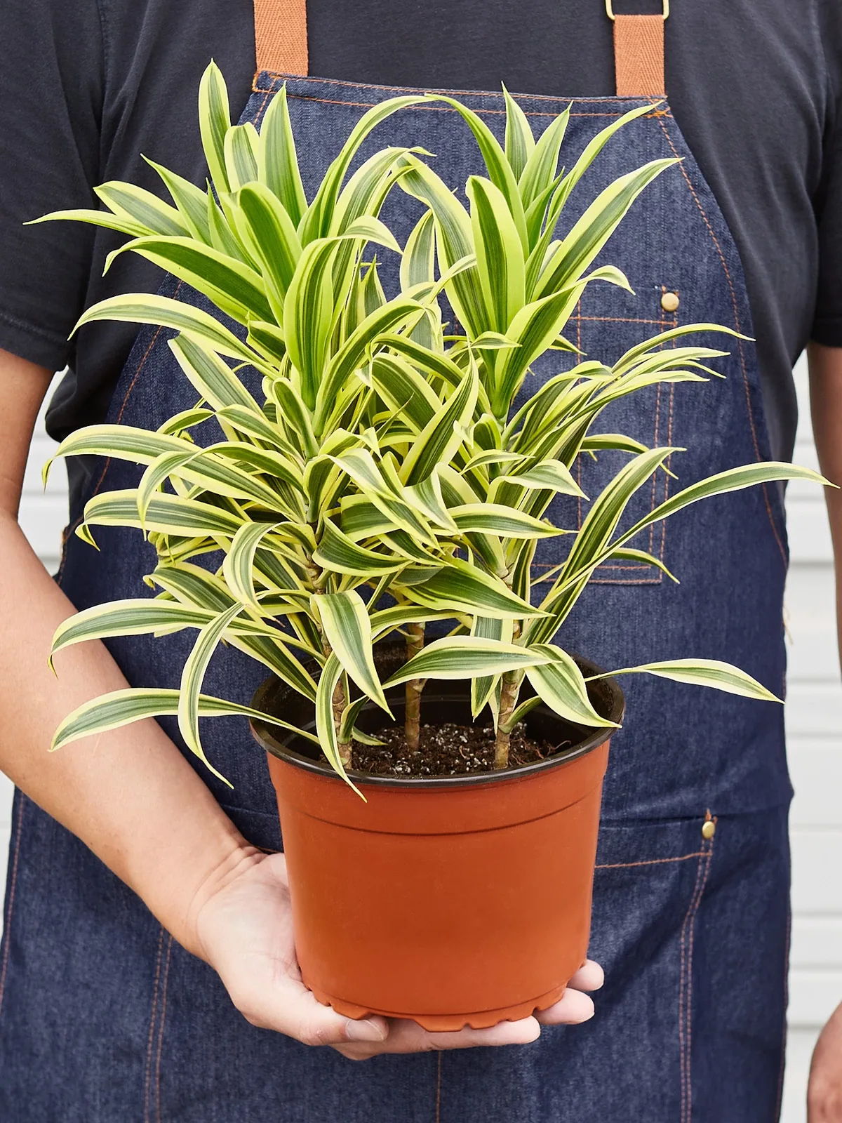 Dracaena Song of India — held in hand for size reference