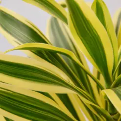 Dracaena Song of India — leaf detail close-up