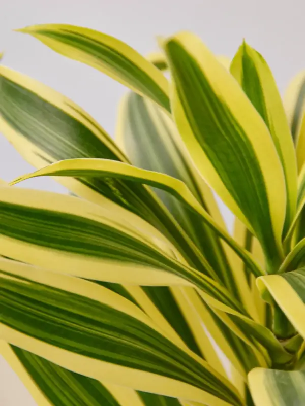 Dracaena Song of India — leaf detail close-up