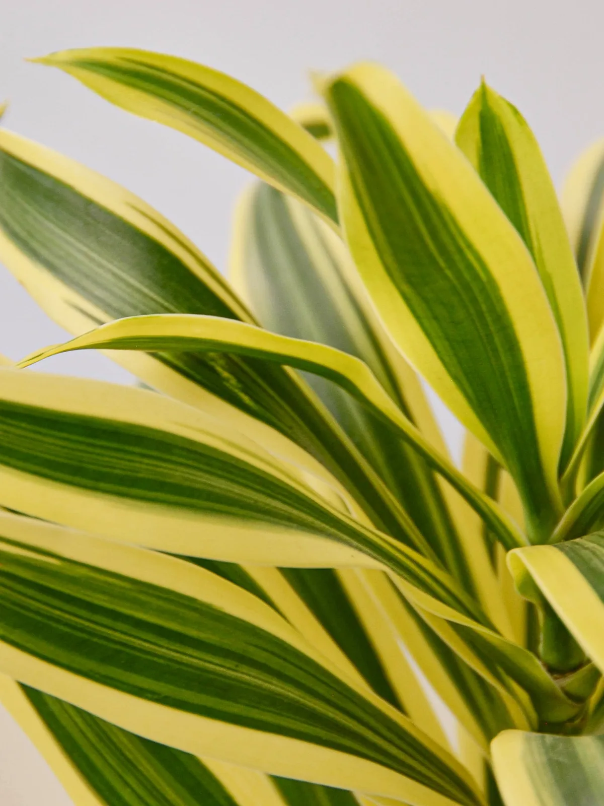 Dracaena Song of India — leaf detail close-up