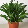 Dracaena 'Song of Jamaica' houseplant