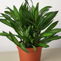 Dracaena 'Song of Jamaica' houseplant