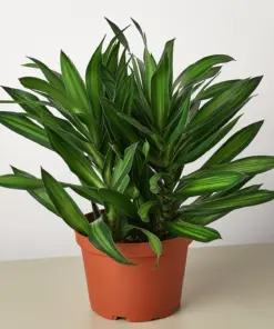 Dracaena 'Song of Jamaica' houseplant