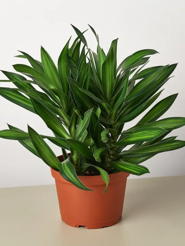 Dracaena 'Song of Jamaica' houseplant