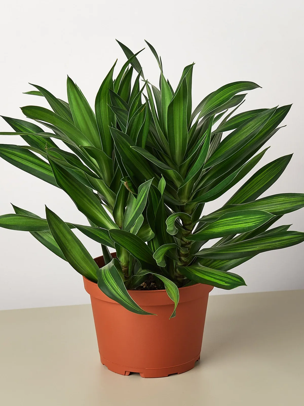 Dracaena 
