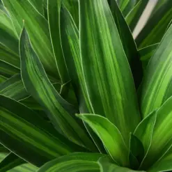 Dracaena 'Song of Jamaica' — leaf detail close-up