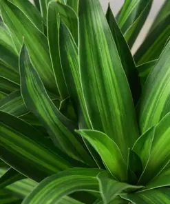Dracaena 'Song of Jamaica' — leaf detail close-up