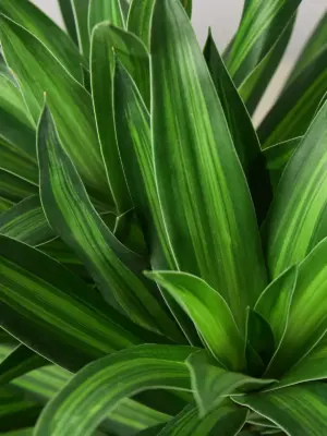 Dracaena 'Song of Jamaica' — leaf detail close-up