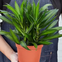 Dracaena 'Song of Jamaica' — held in hand for size reference