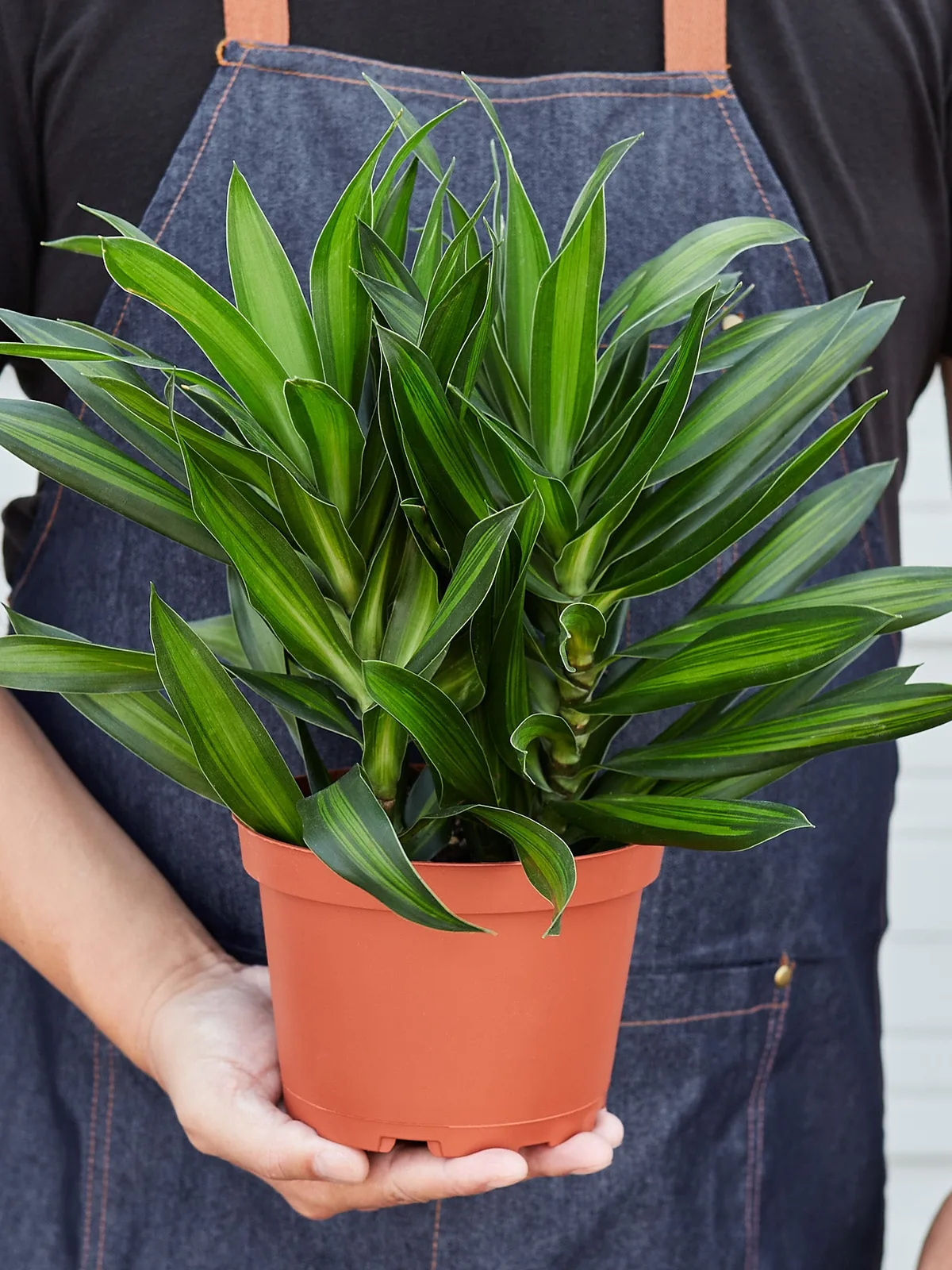 Dracaena 
