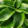Dracaena 'Tornado' houseplant