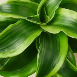 Dracaena 'Tornado' houseplant