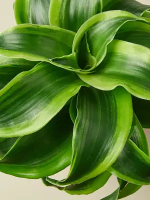 Dracaena 'Tornado' houseplant