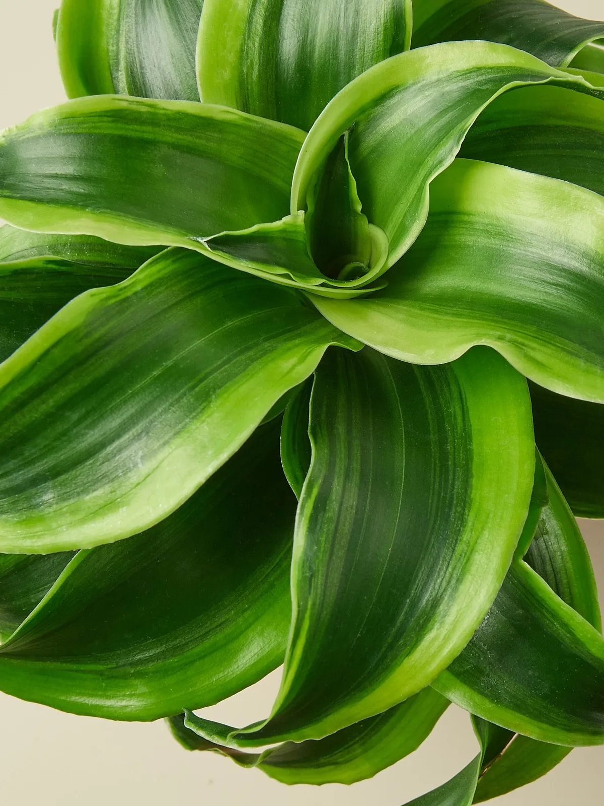 Dracaena 