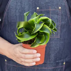 Dracaena 'Tornado' — held in hand for size reference
