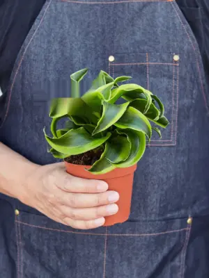 Dracaena 'Tornado' — held in hand for size reference
