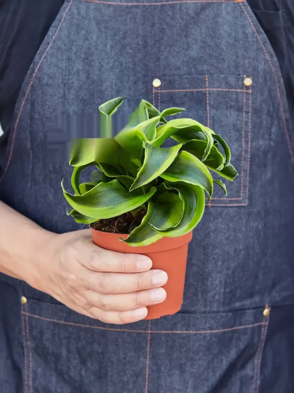 Dracaena 'Tornado' — held in hand for size reference