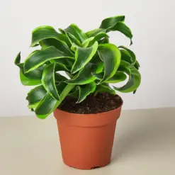Dracaena 'Tornado' — additional view