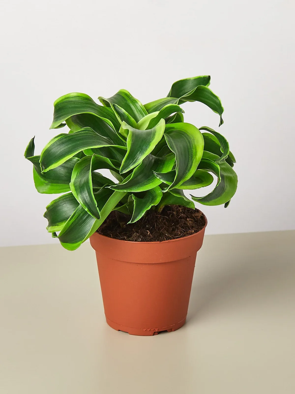 Dracaena 