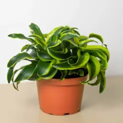 Dracaena 'Tornado' — additional view
