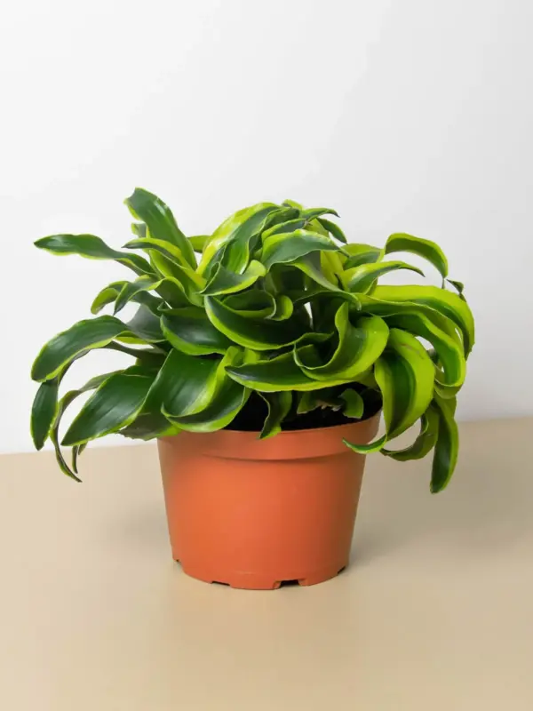 Dracaena 'Tornado' — additional view