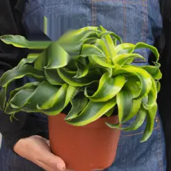 Dracaena 'Tornado' — additional view