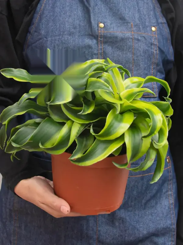 Dracaena 'Tornado' — additional view