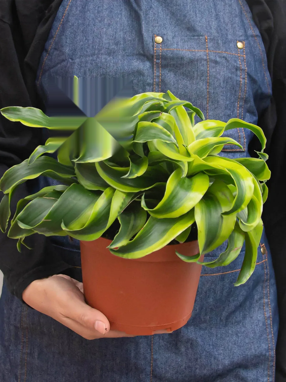Dracaena 