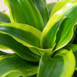 Dracaena 'Tornado' — additional view