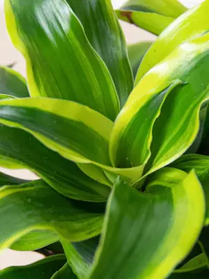 Dracaena 'Tornado' — additional view