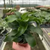 Dracaena 'Twister' houseplant