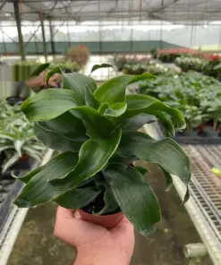 Dracaena 'Twister' houseplant