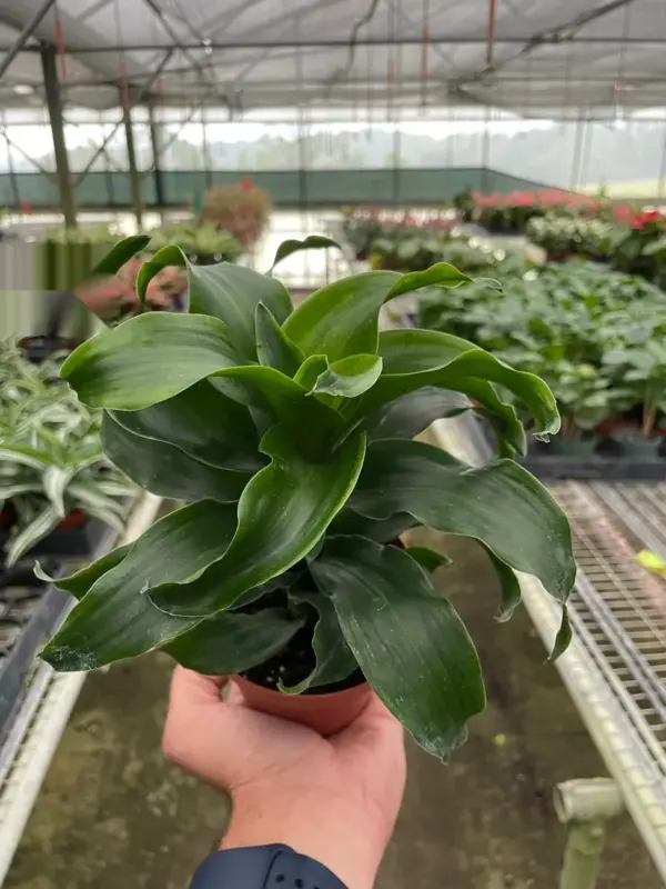 Dracaena 'Twister' houseplant