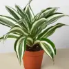Dracaena Warneckii 'White Jewel' houseplant