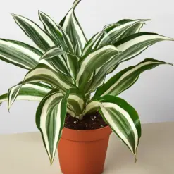 Dracaena Warneckii 'White Jewel' houseplant