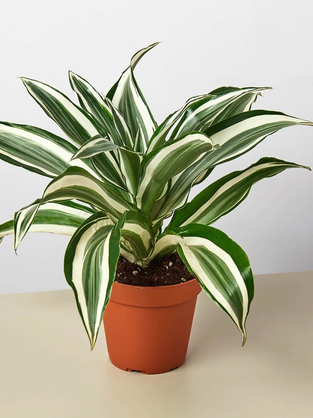 Dracaena Warneckii 