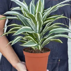 Dracaena Warneckii 'White Jewel' — held in hand for size reference