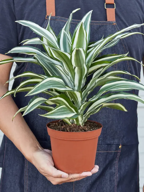 Dracaena Warneckii 'White Jewel' — held in hand for size reference